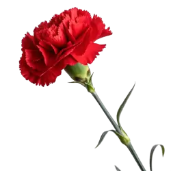 Imagen PNG para descargar